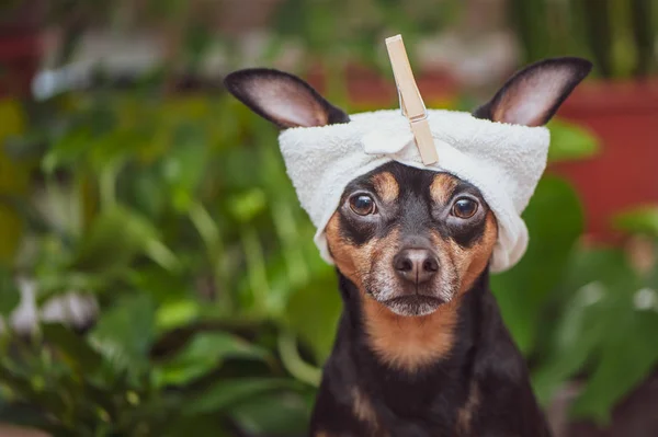 Cane spa, Cute pet relax in spa benessere, Divertente concetto g — Foto Stock